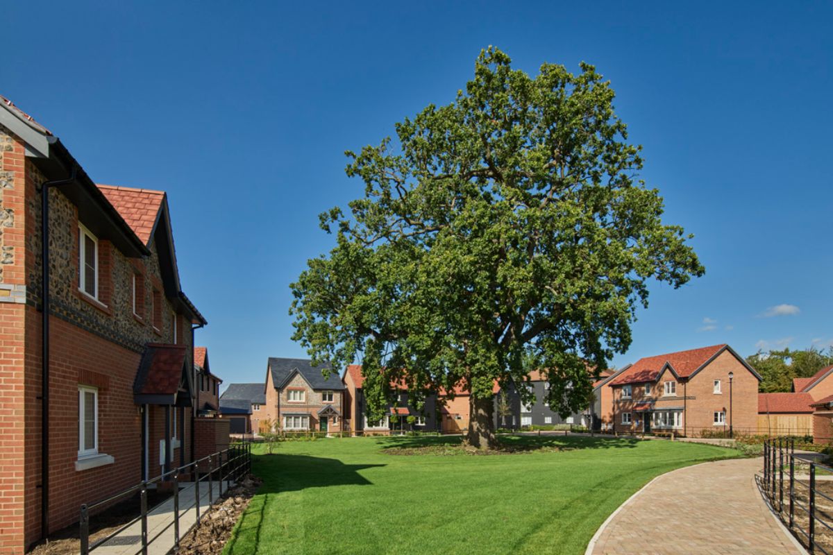 Highlands Park Oak Tree 